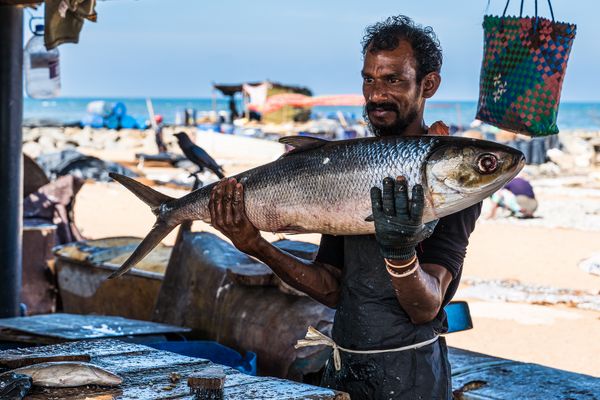 Fischmarkt Negombo - Sri Lanka