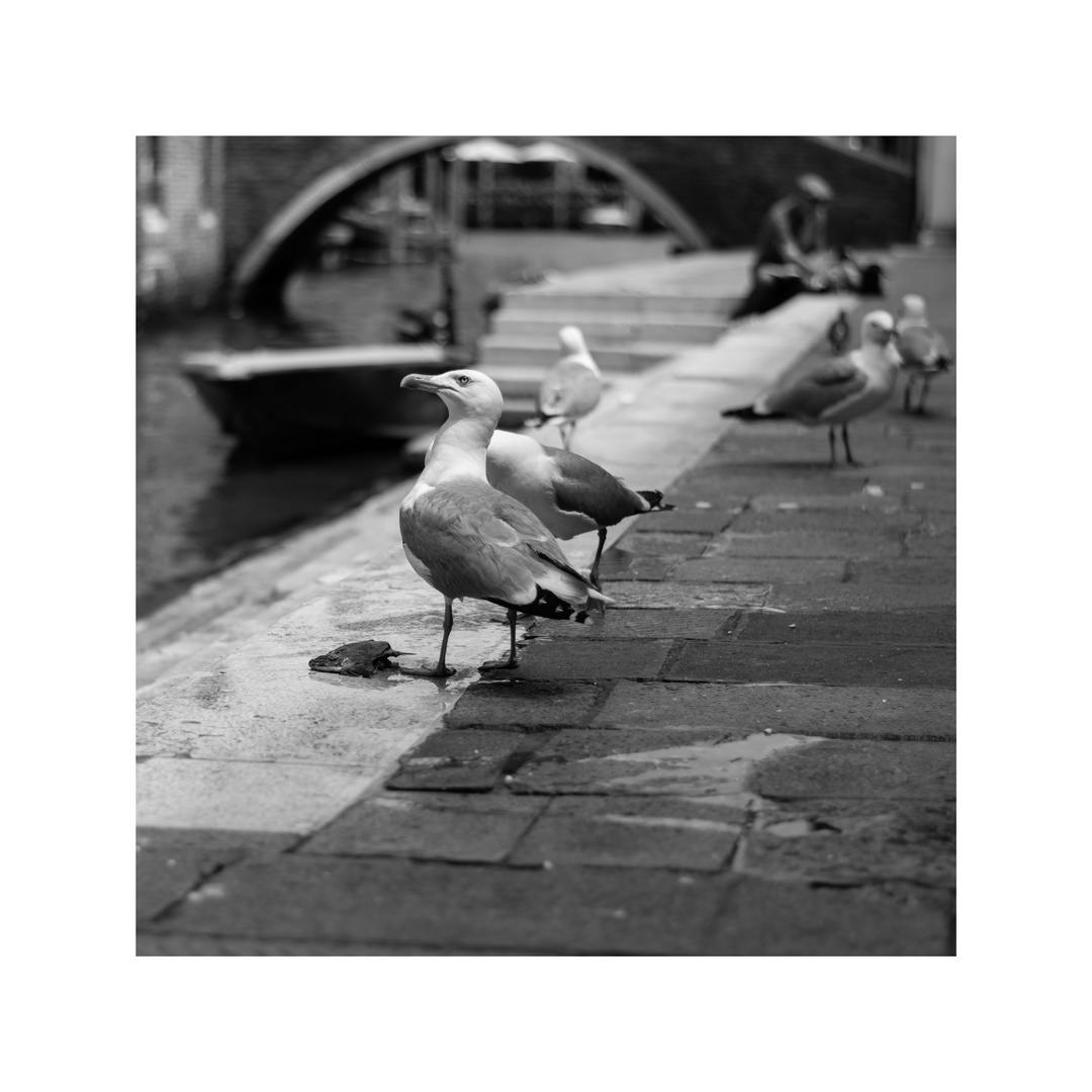 Fischmarkt Venedig