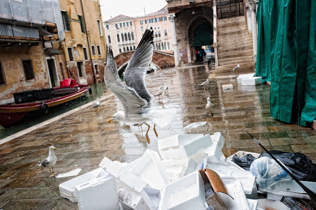 Fischmarkt Venedig - Behind the scene