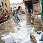 Fischmarkt Venedig - Behind the scene