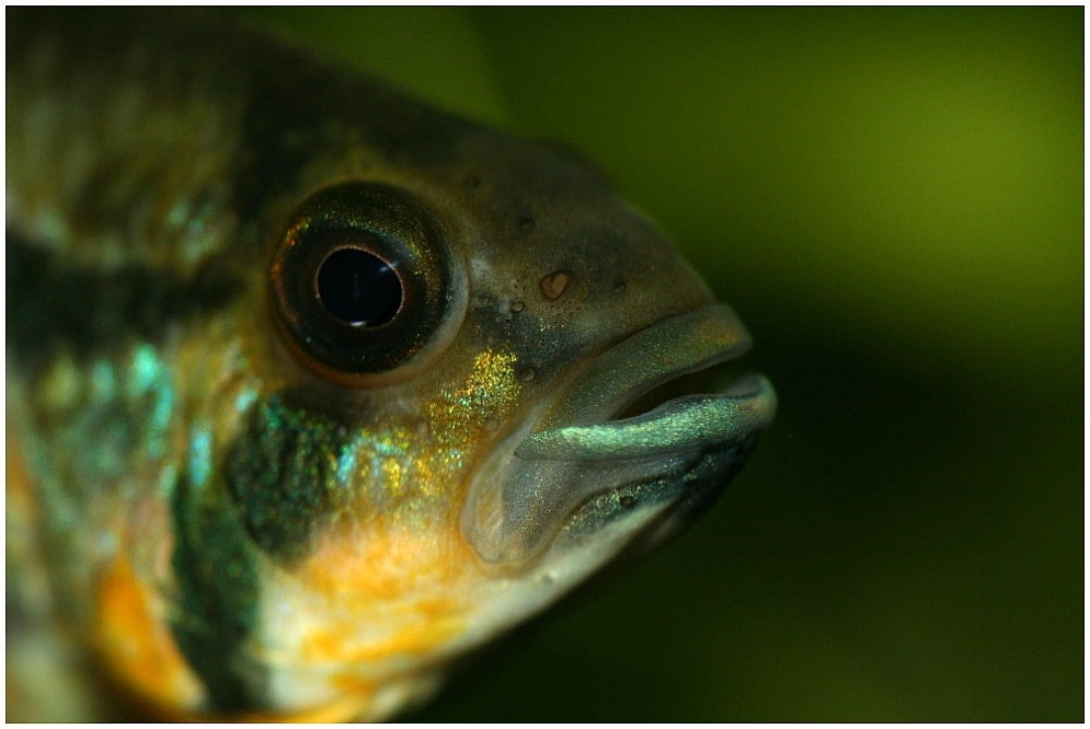 Fischmaul Foto & Bild | tiere, haustiere, aquaristik Bilder auf
