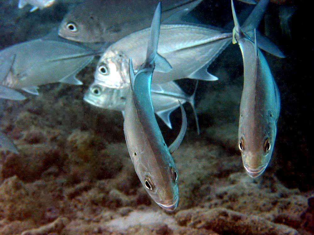 Fischname ?? Kanifinolhu, Nordmale Atoll, Malediven