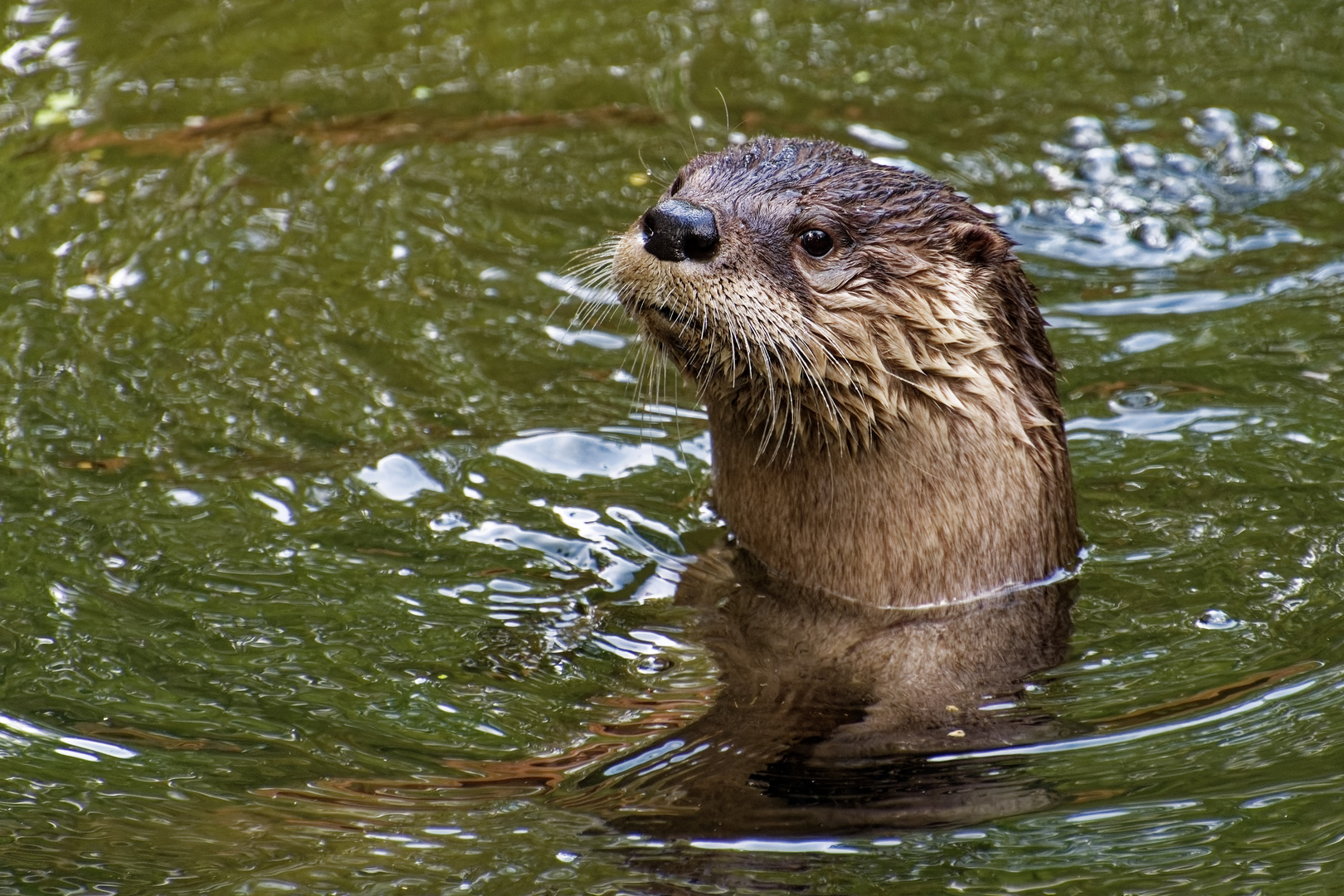 Fischotter Foto & Bild tiere, zoo, wildpark & falknerei, säugetiere