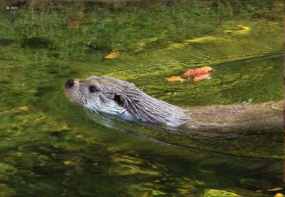 Fischotter