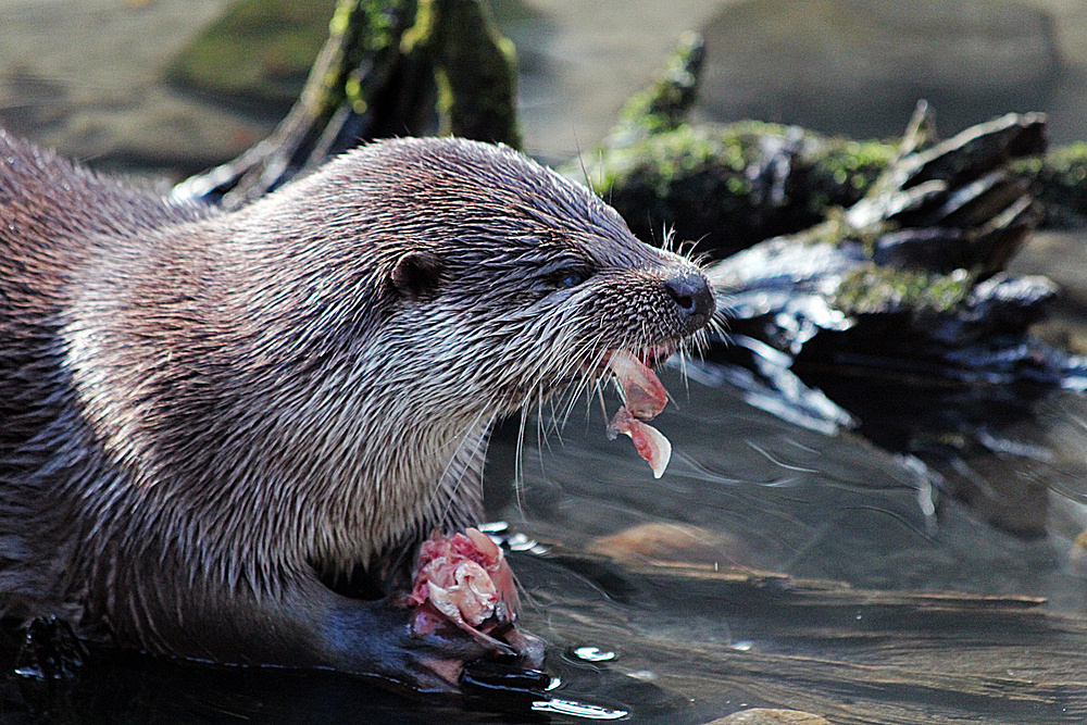 Fischotter am 1.Frühlingstag 2013