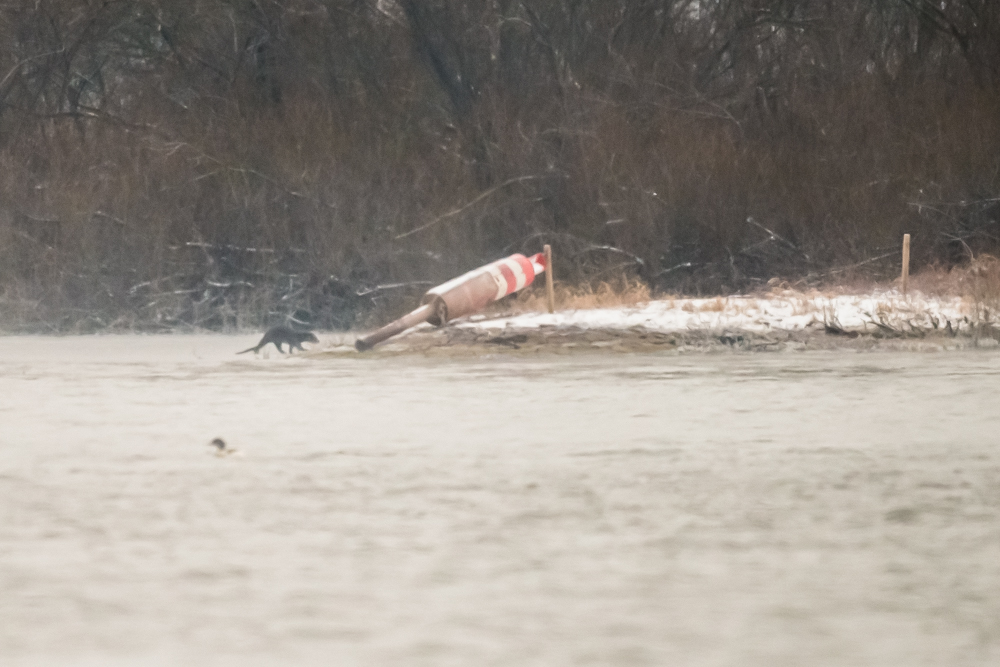 Fischotter an der Elbe