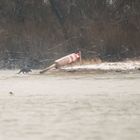 Fischotter an der Elbe