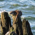 Fischotter auf der alten Seebrücke Heringdorf