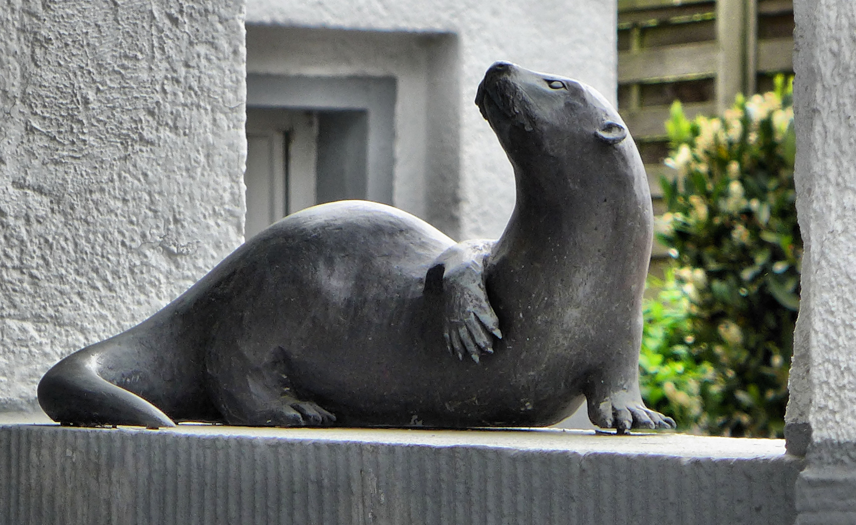 Fischotter auf der Mauer