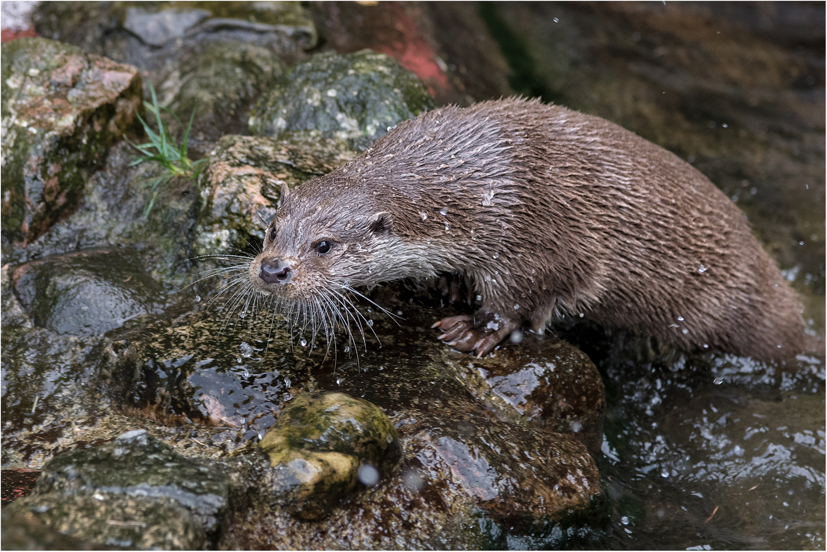 Fischotter auf Durchreise.....