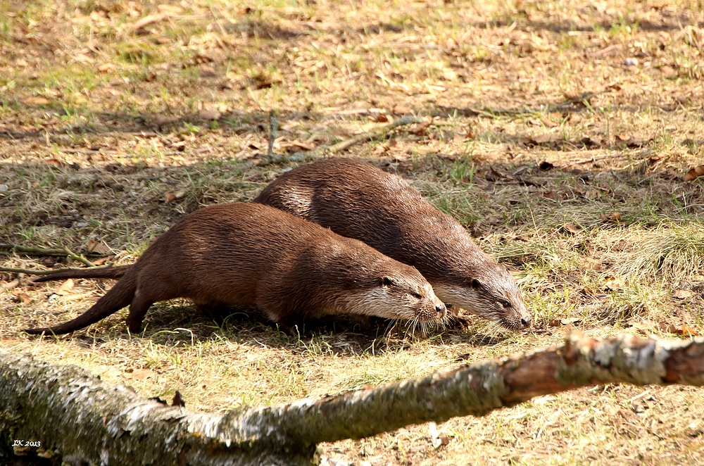 Fischotter auf Landgang