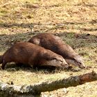 Fischotter auf Landgang