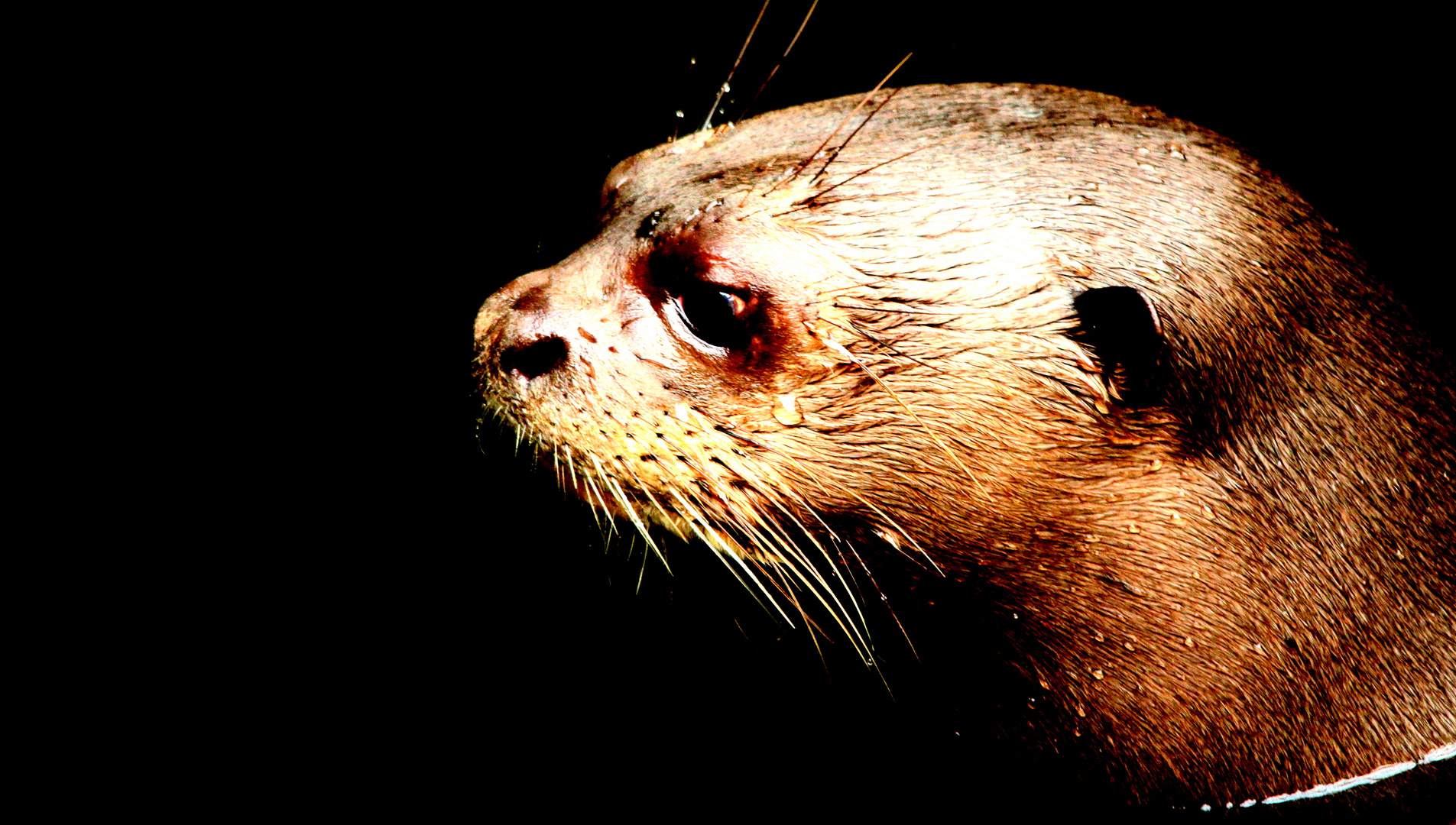 Fischotter aus dem schönen Leipziger Zoo