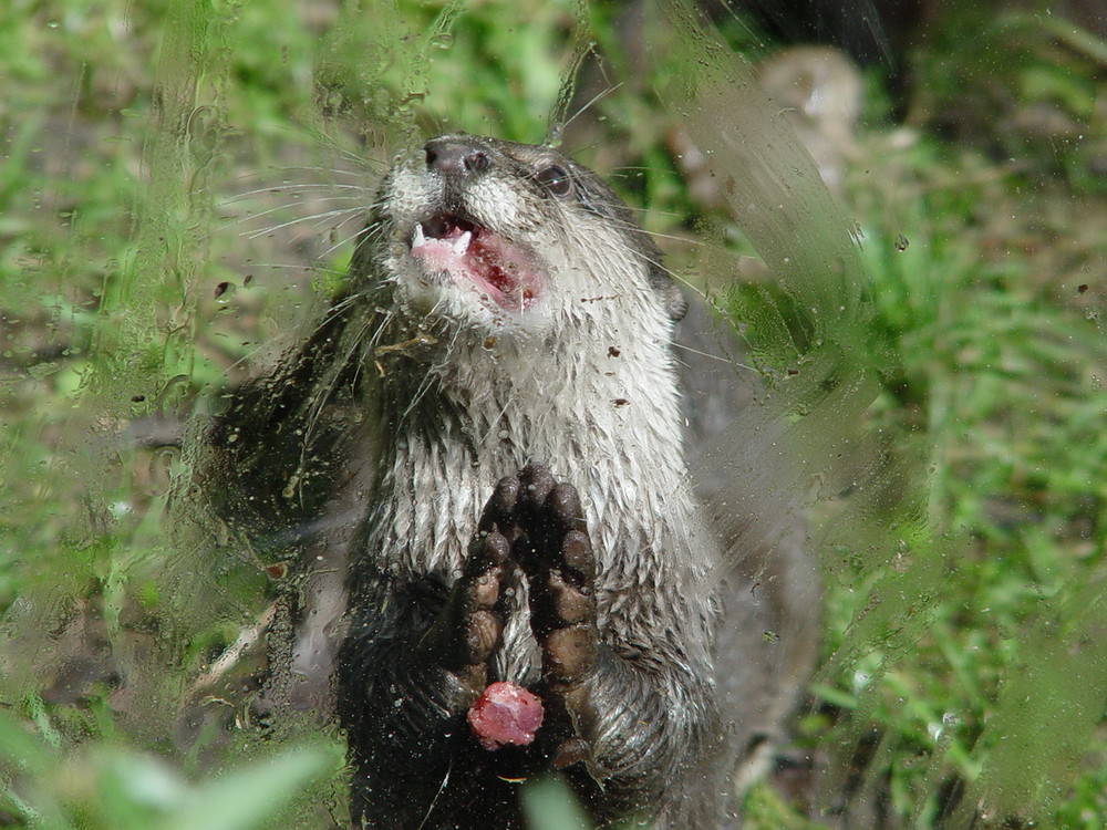 Fischotter bei der Fütterung II