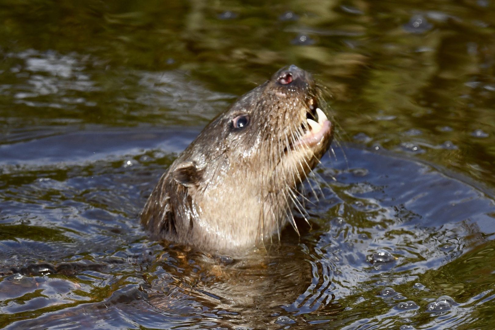 Fischotter bei der Jagd