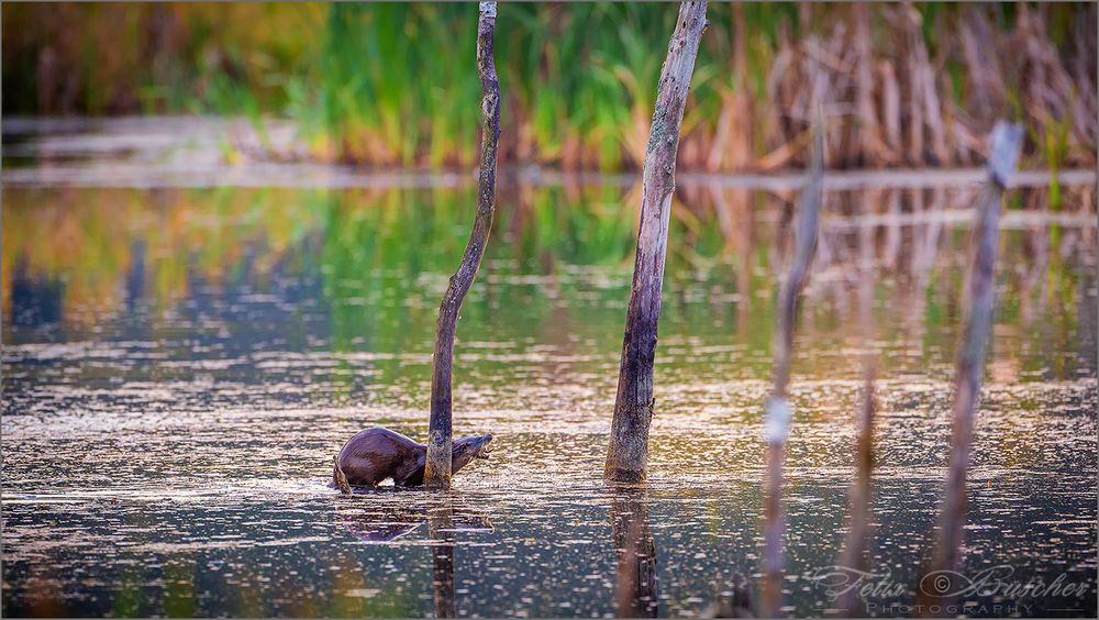 Fischotter bei der Jagd erwischt