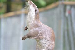 Fischotter bei der Morgengymnastik