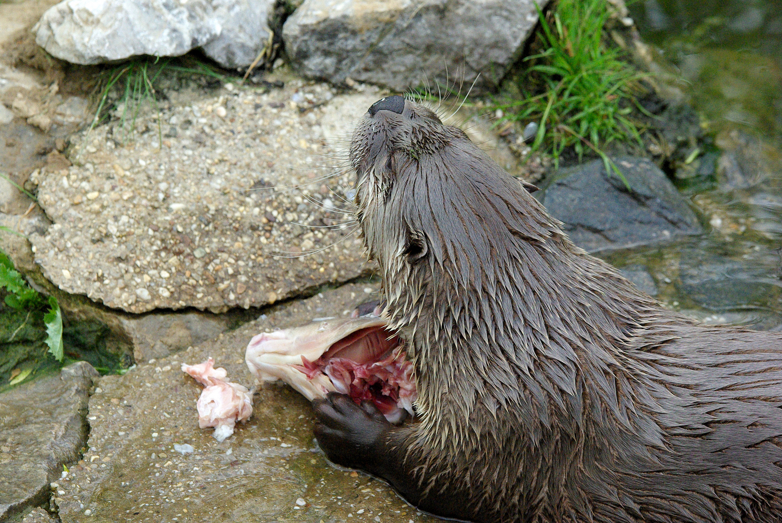 Fischotter bei seiner Mahlzeit