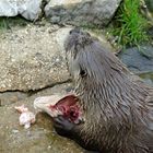 Fischotter bei seiner Mahlzeit