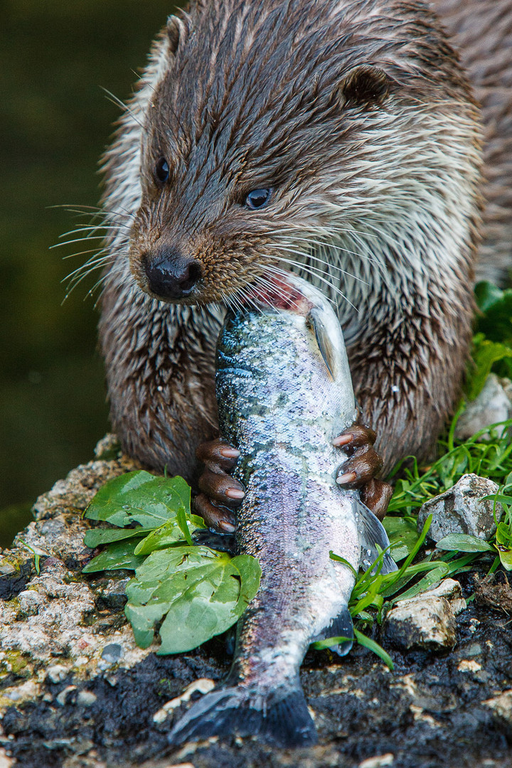 Fischotter beim Essen