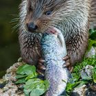 Fischotter beim Essen