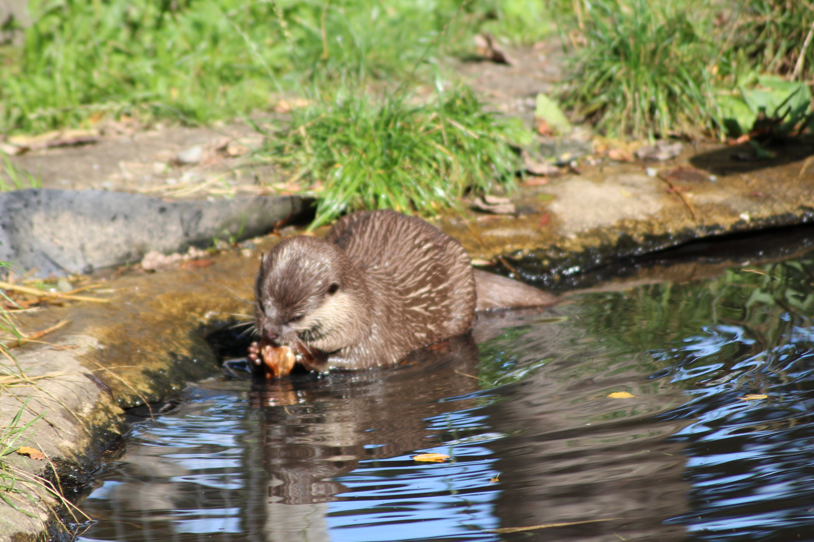 Fischotter beim Fressen