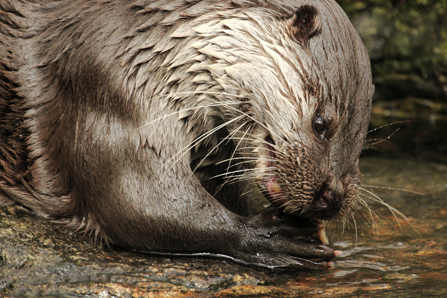 Fischotter beim Knabbern