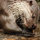 Fischotter beim Knabbern