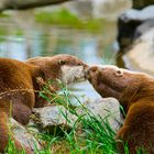 Fischotter  Bis dass der Tod uns scheidet kussii 