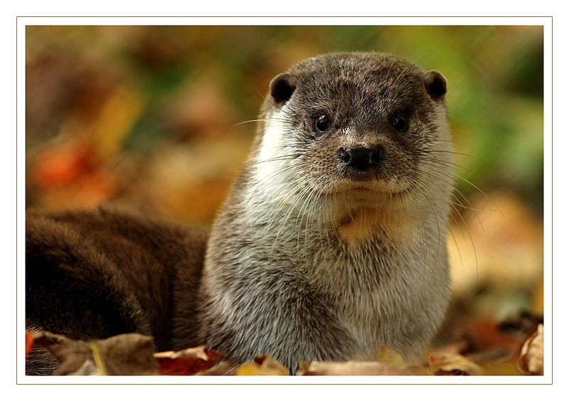 Fischotter Foto & Bild tiere, zoo, wildpark & falknerei, säugetiere