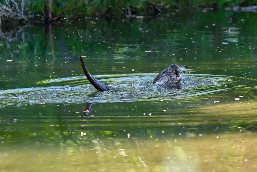 Fischotter erlabt sich an einer Maus