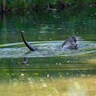 Fischotter erlabt sich an einer Maus