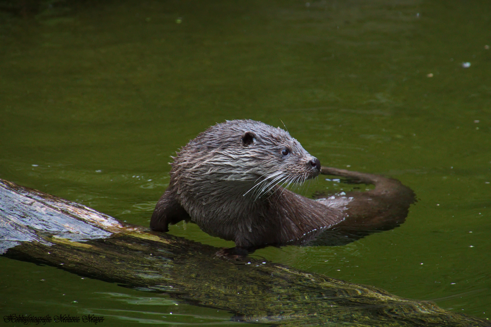 Fischotter Foto & Bild natur, zoo, tiere Bilder auf