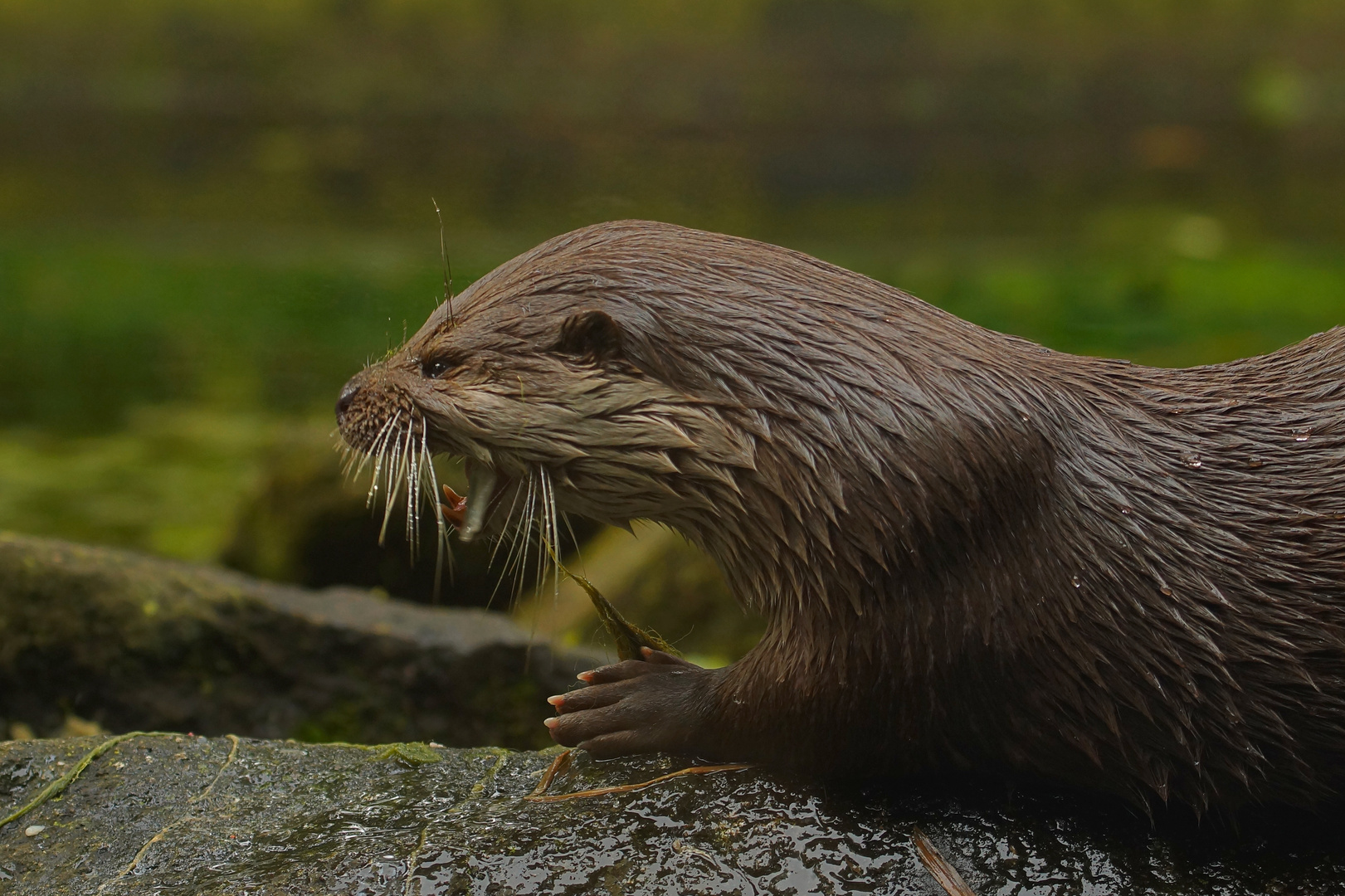 Fischotterfressen Foto & Bild tiere, tierdetails, fotos Bilder auf