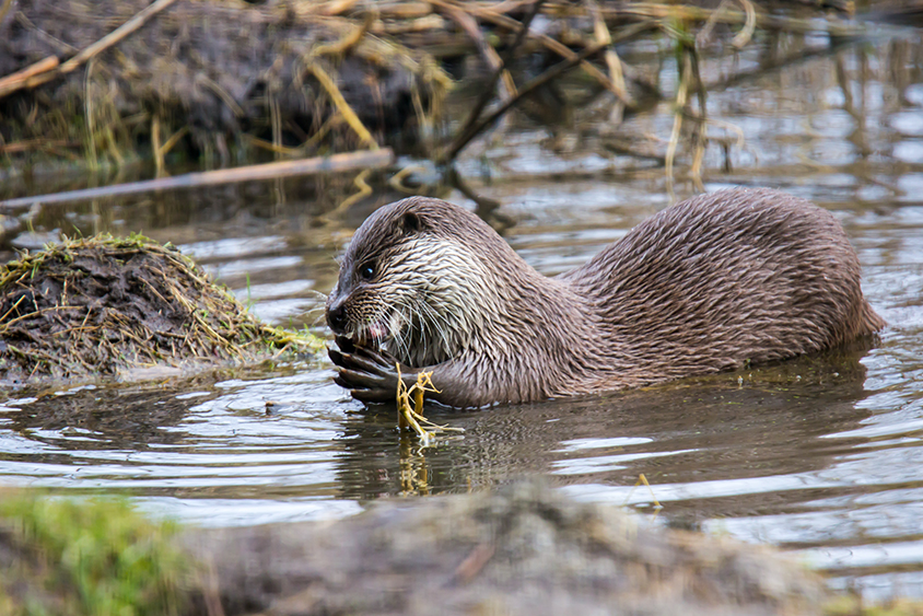 Fischotter frisst