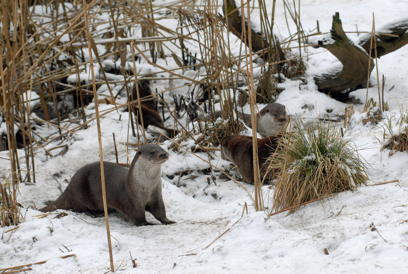 Fischotter halten keinen Winterschlaf