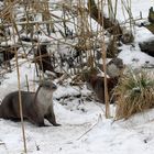 Fischotter halten keinen Winterschlaf