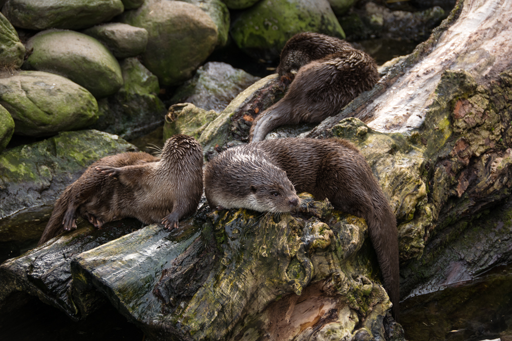 Fischotter im Alpenzoo Innsbruck