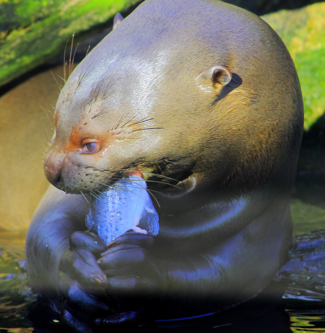 " Fischotter im Duisburger Zoo beim Frühstück "