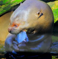 " Fischotter im Duisburger Zoo beim Frühstück "