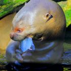 " Fischotter im Duisburger Zoo beim Frühstück "