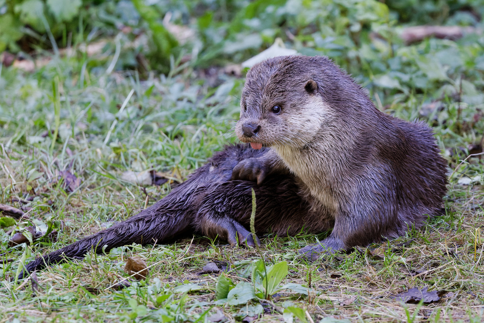 Fischotter im Grünen.