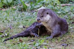 Fischotter im Grünen.