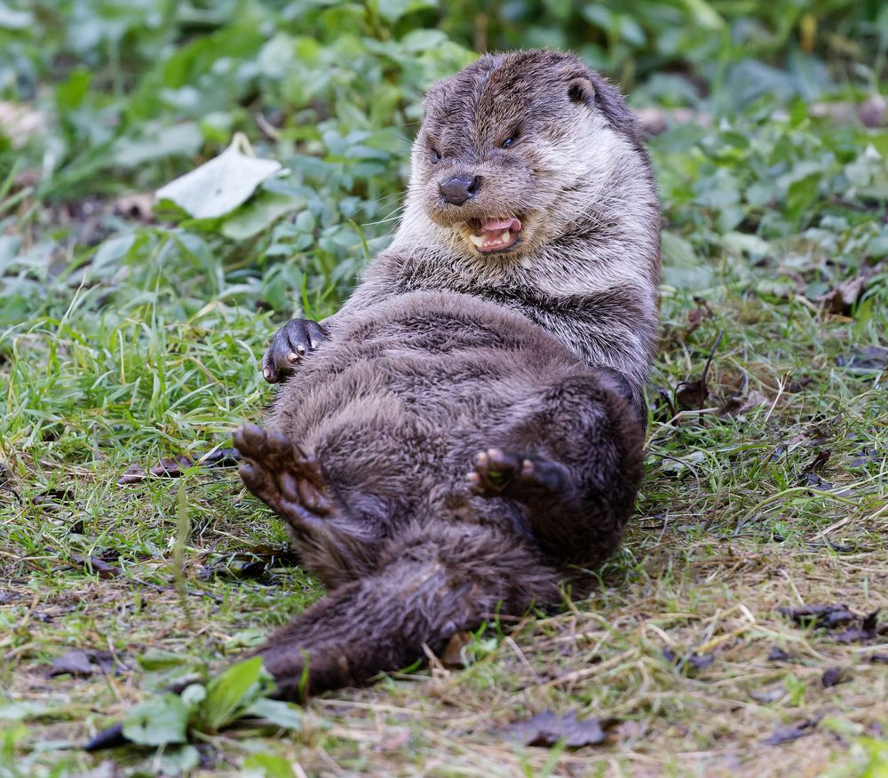 Fischotter im Grünen.