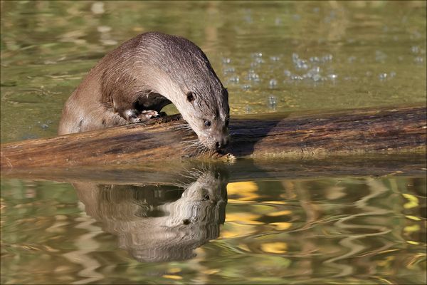 Fischotter im Herbst