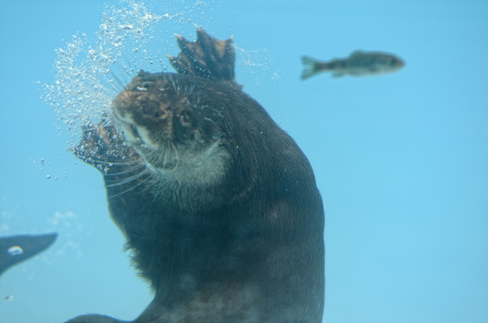 Fischotter im Jagfieber !