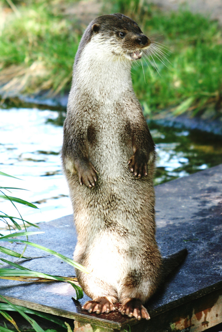 Fischotter im Kölner Zoo