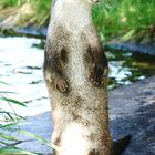 Fischotter im Kölner Zoo