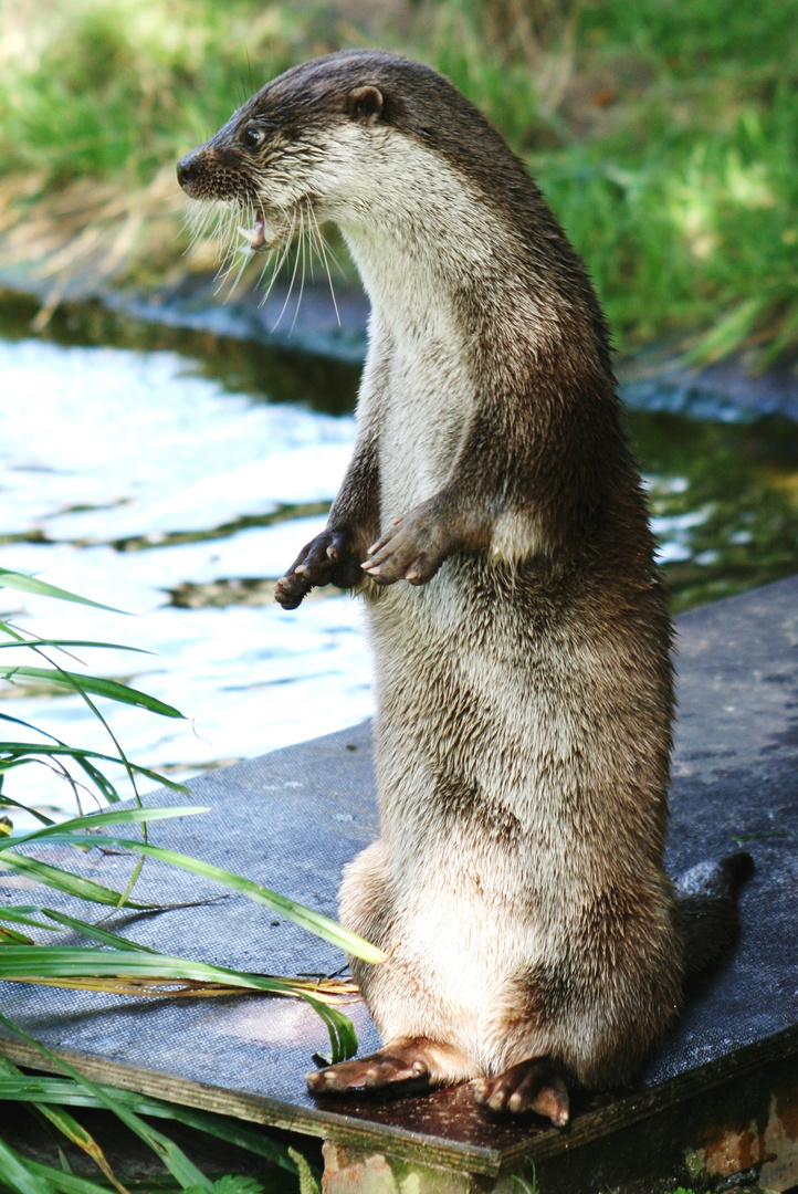 Fischotter im Kölner Zoo (2)