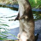 Fischotter im Kölner Zoo (2)